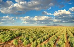 El Guayule, una apuesta alternativa de Bridgestone para fabricar llantas