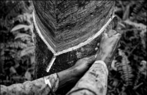 Pirelli promueve el caucho natural sostenible