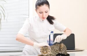 Protección segura para su mascota