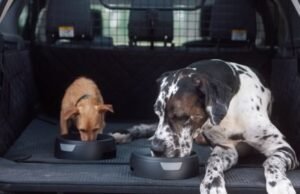 Land Rover diseña accesorios para viajar con la mascota