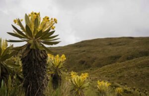 Mitsubishi Motors y Cumbres Blancas unen fuerzas para la preservación de los ecosistemas de alta montaña