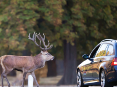 ¿CÓMO ACTUAR EN UN SINIESTRO EN EL QUE ESTÉ INVOLUCRADO UN ANIMAL?