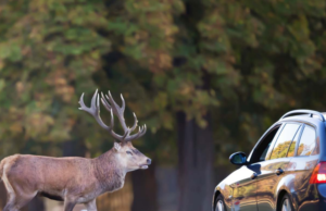 ¿CÓMO ACTUAR EN UN SINIESTRO EN EL QUE ESTÉ INVOLUCRADO UN ANIMAL?