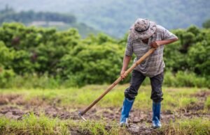 Crece la cultura de la protección en la Colombia Rural. Más de 600.000 campesinos en el país están asegurados