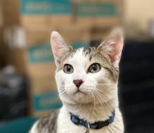 Viajar en taxi con mascotas ahora es más sencillo