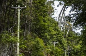 La marca Jeep® acompaña a Trown en la reforestación de bosques en la Patagonia