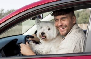 ¿Cómo evitar riesgos al viajar con mascotas en carro? Conozca algunos cuidados