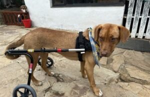Movilidad para todos: perritos que vuelven a caminar