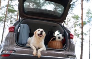Consejos para disfrutar de un viaje por carretera con tu mascota