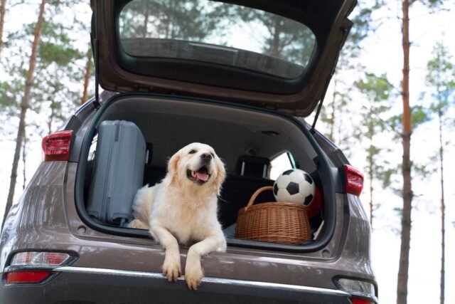 Viajar-con-mascotas