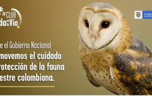 Proteger la fauna silvestre en carretera es tarea de todos