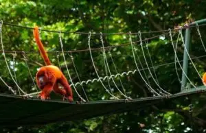Los pasos de fauna, la iniciativa del Gobierno para proteger a los animales en las vías